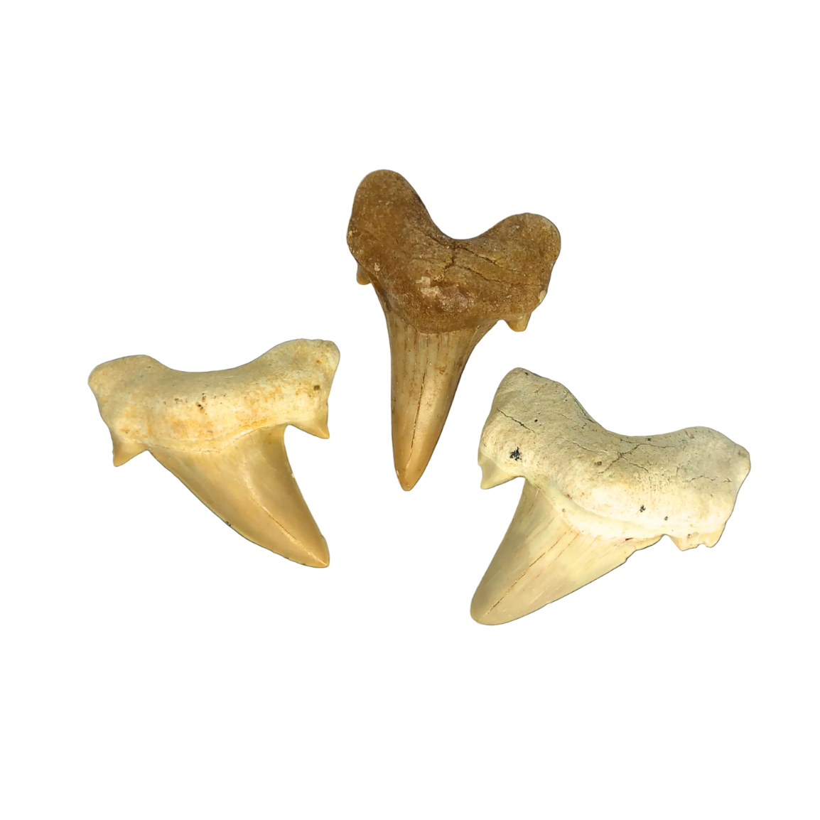 Shark Tooth $10.00