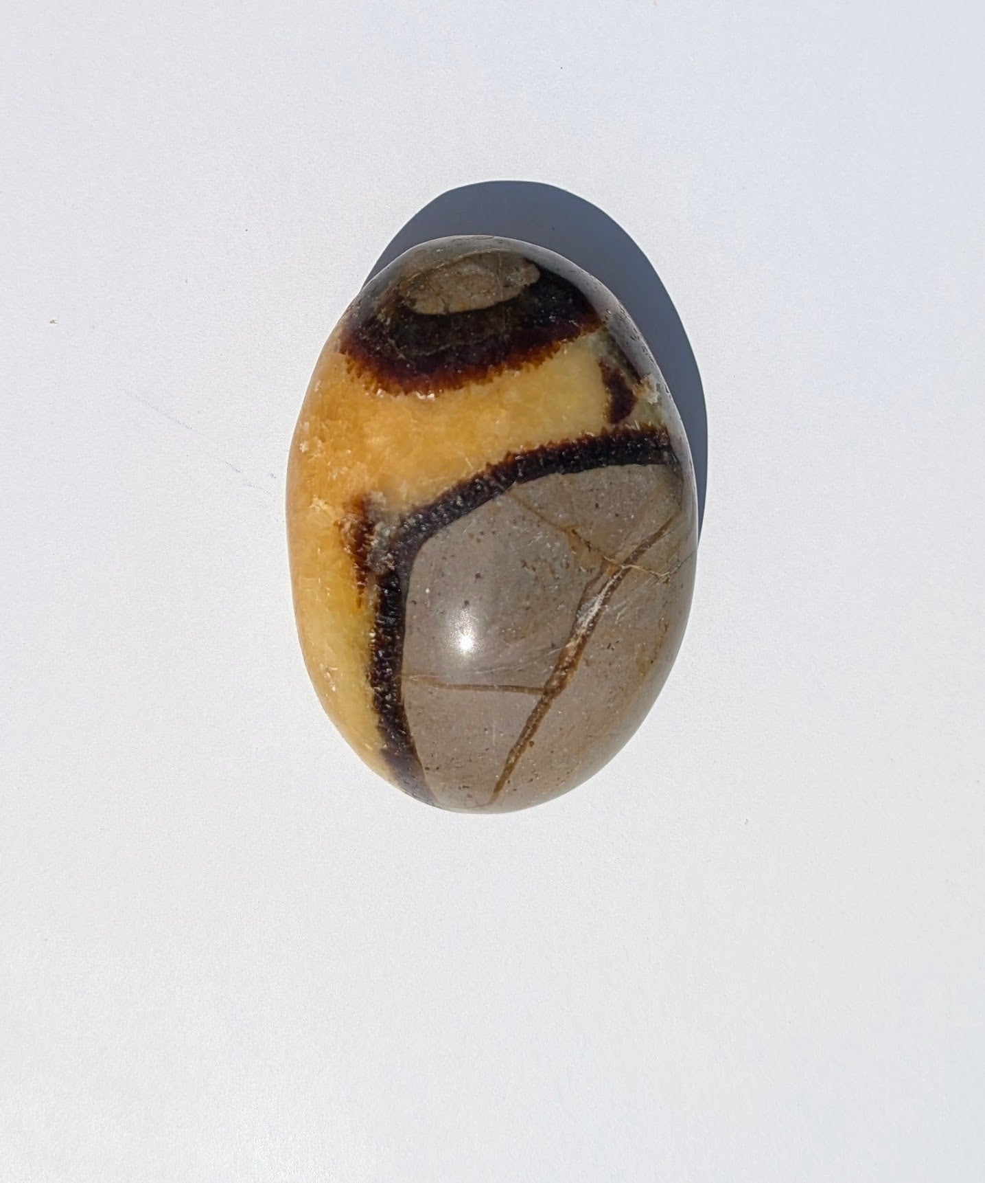 Septarian Palm Stones