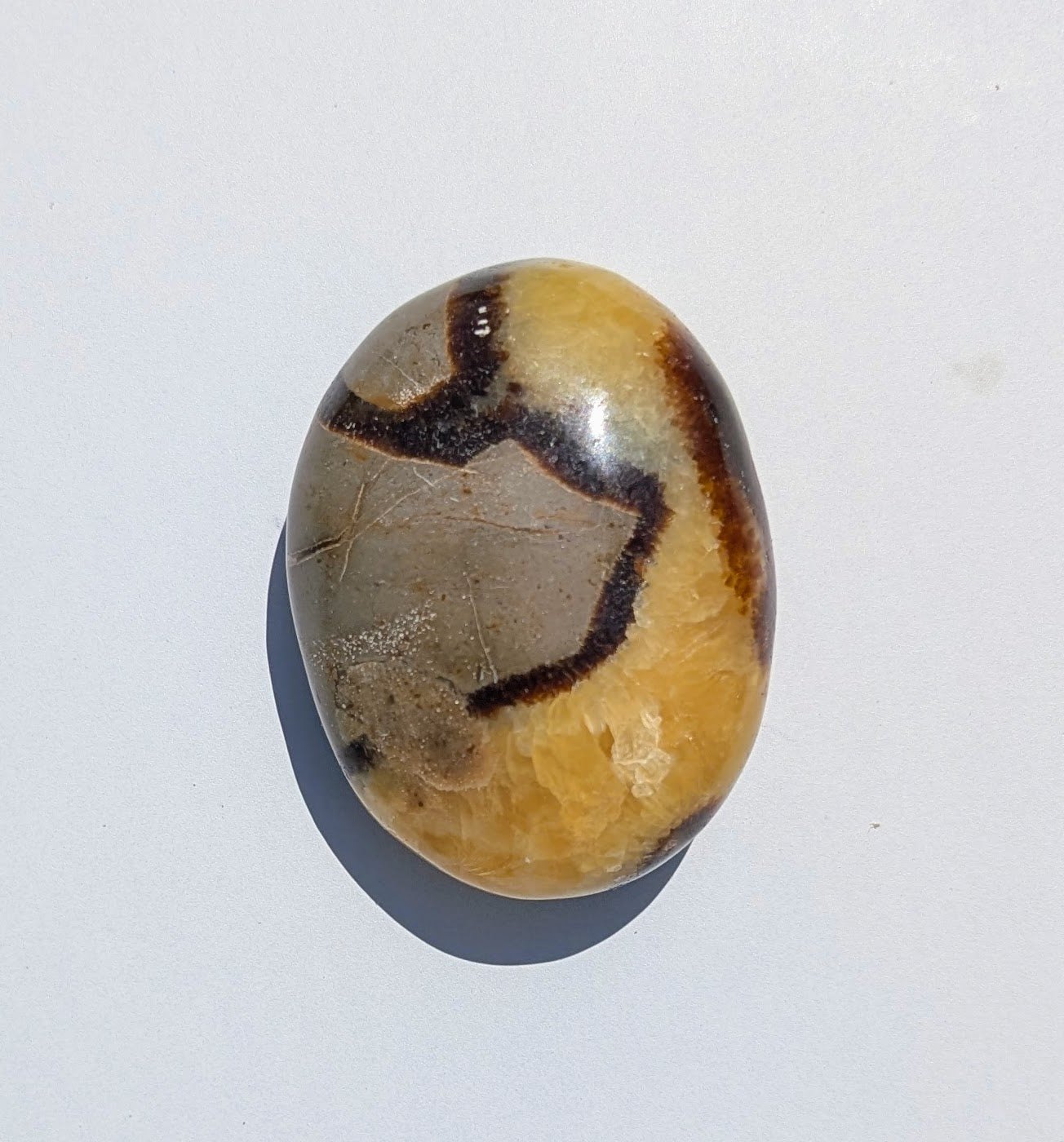 Septarian Palm Stones