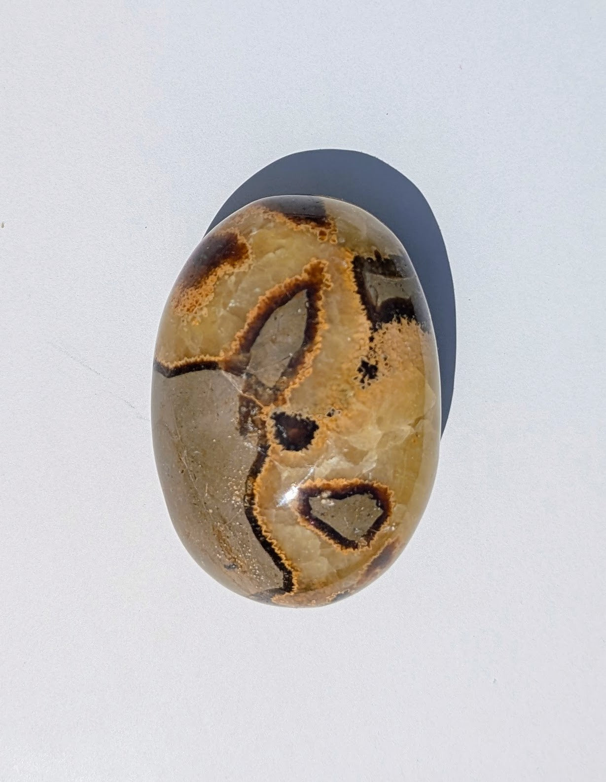 Septarian Palm Stones