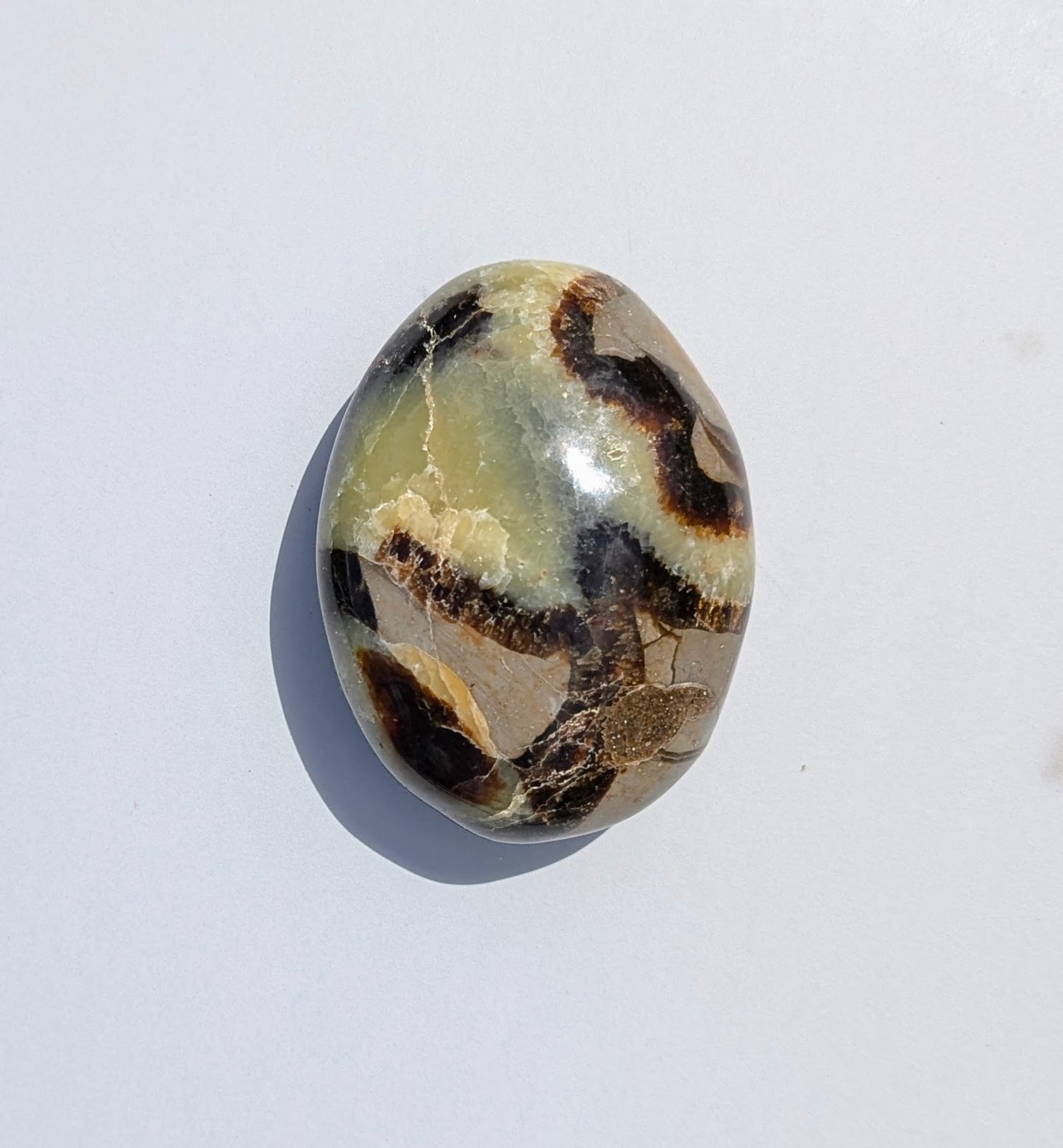 Septarian Palm Stones