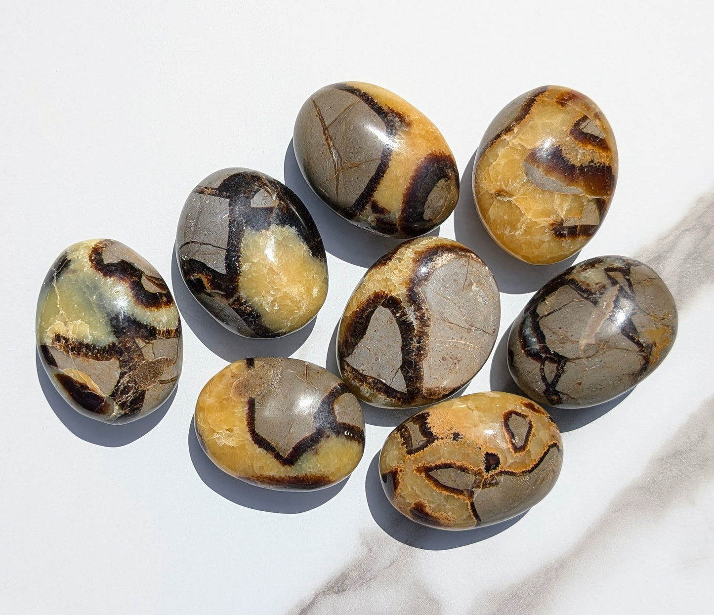 Septarian Palm Stones