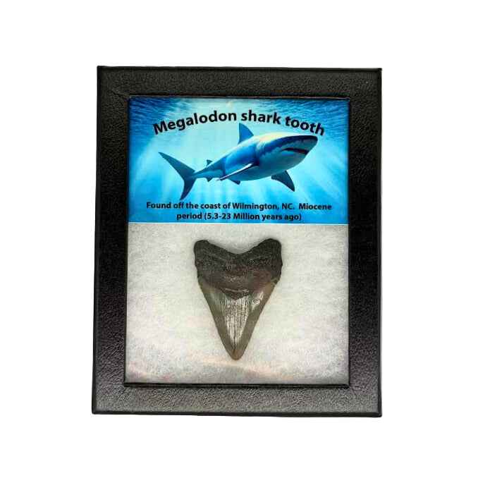 Megalodon Tooth Box