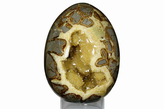 Septarian Egg $25.00