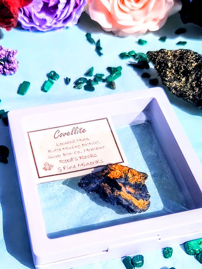 Specimen Quality Covellite from Butte Mine – Rare Electric Blue Montana Mineral