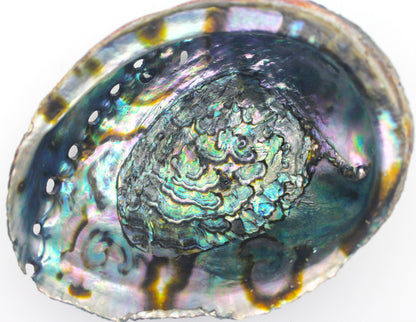 Abalone Shell