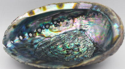 Abalone Shell