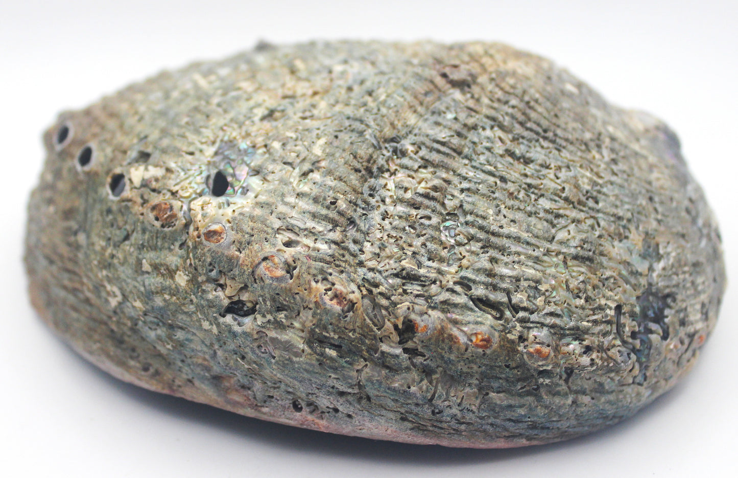 Abalone Shell