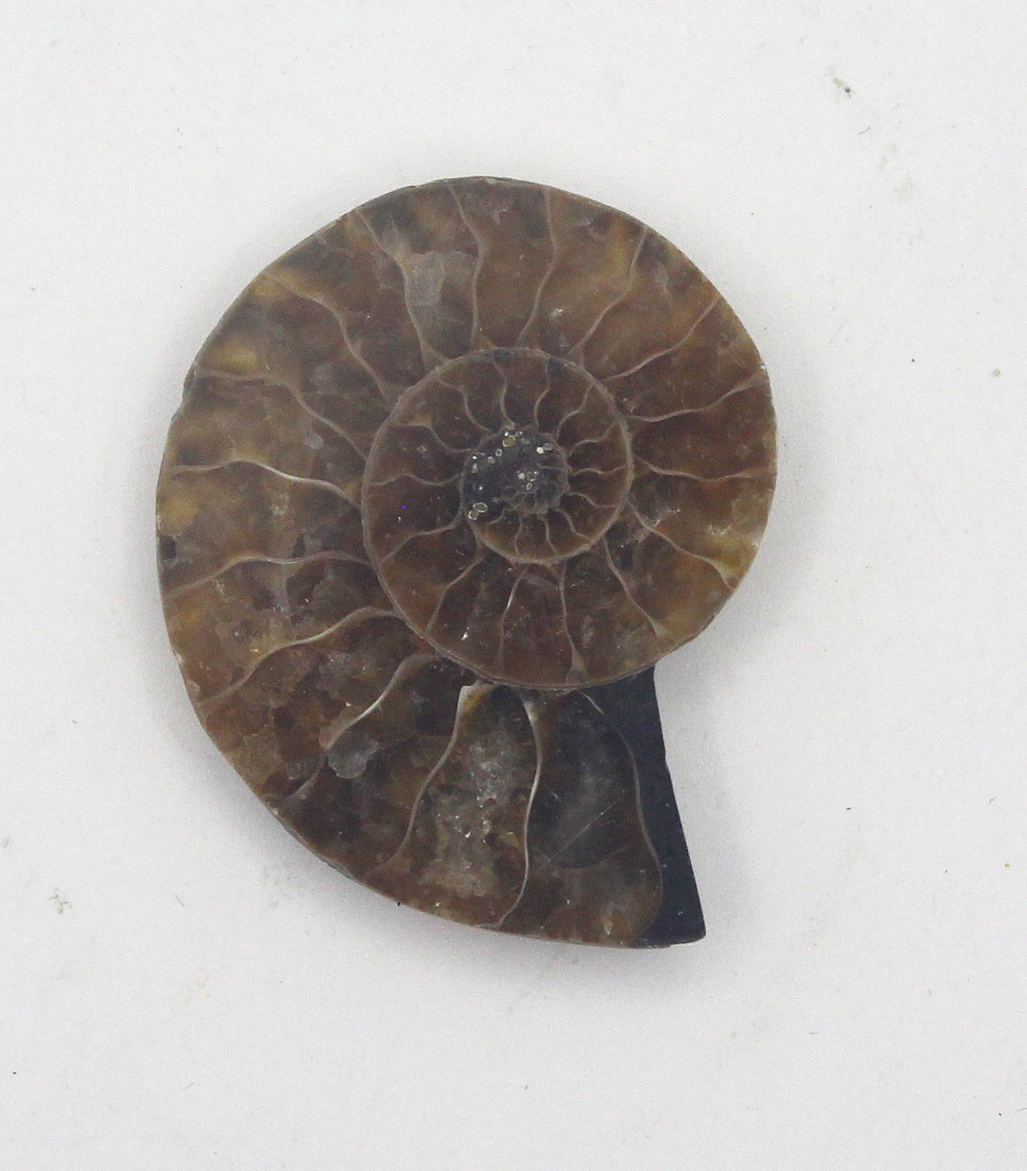 Ammonite