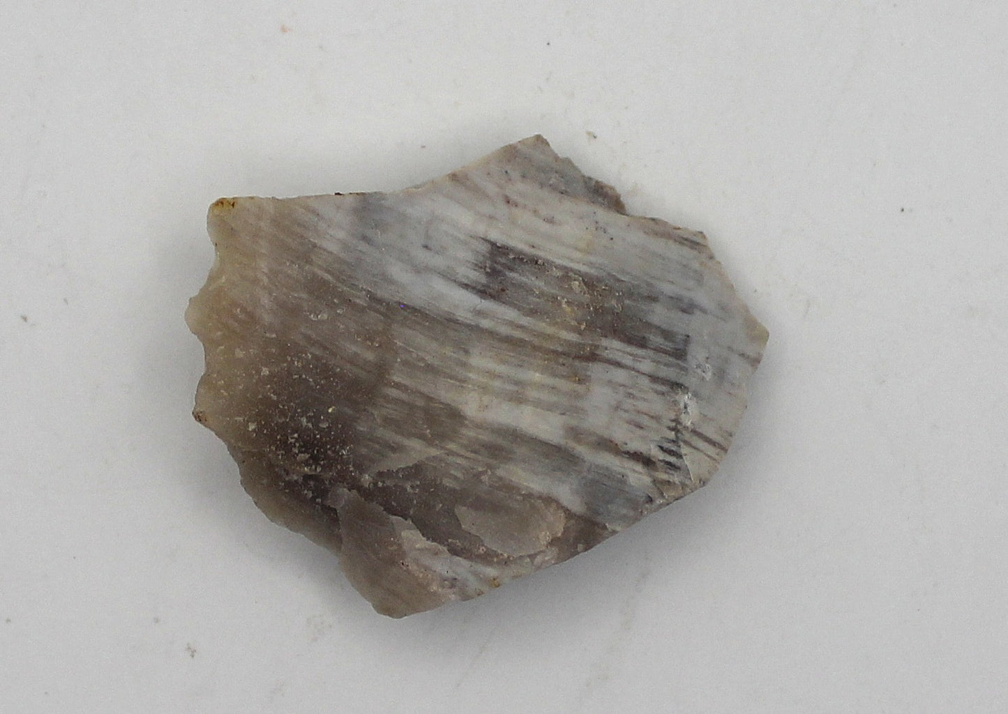 Raw Petrified Wood