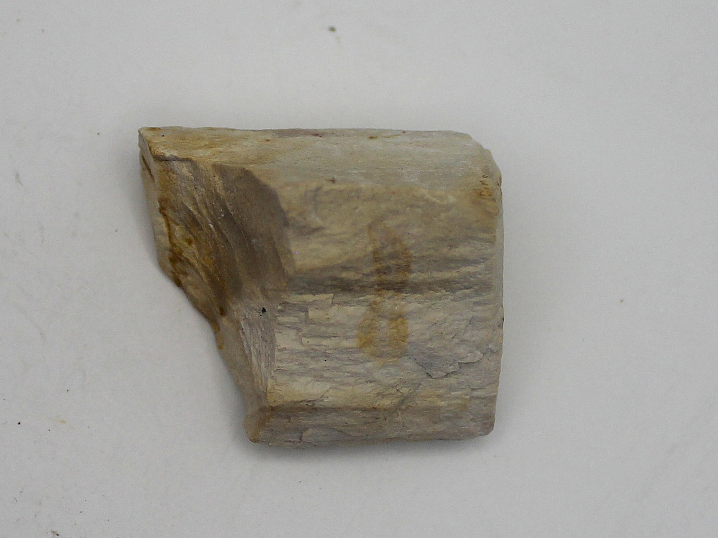 Raw Petrified Wood
