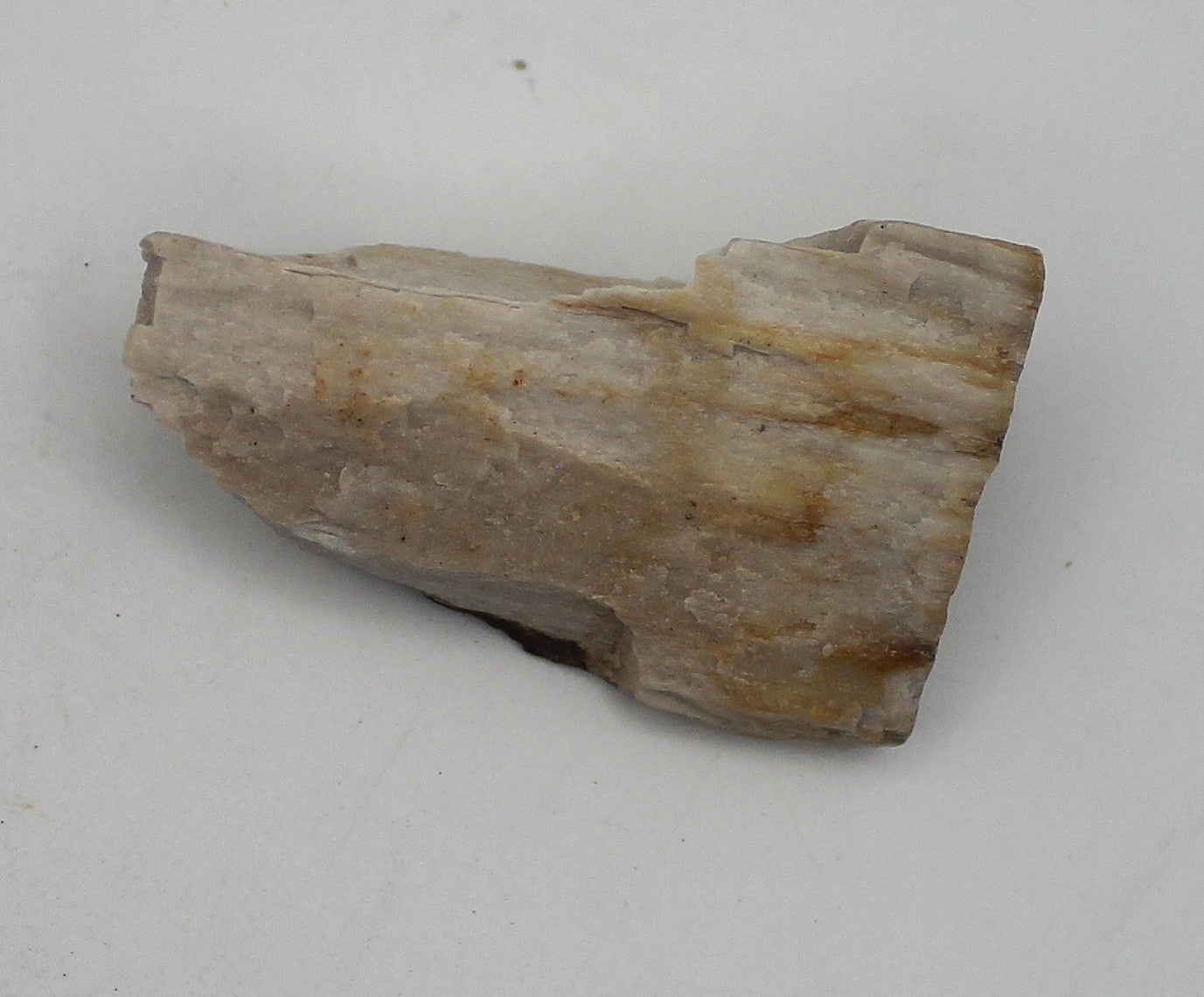 Raw Petrified Wood