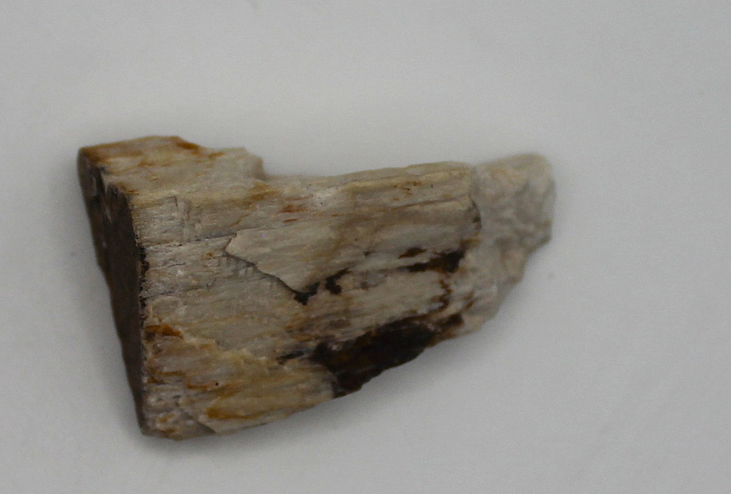 Raw Petrified Wood