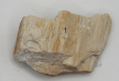 Raw Petrified Wood