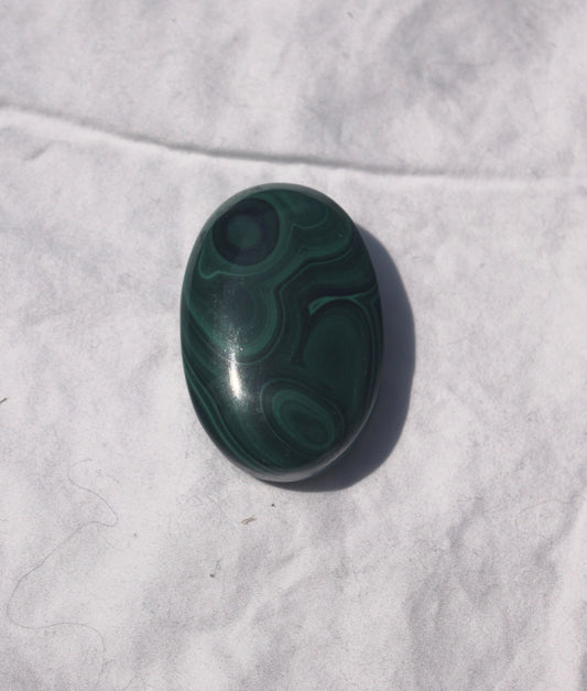 Malachite Palm
