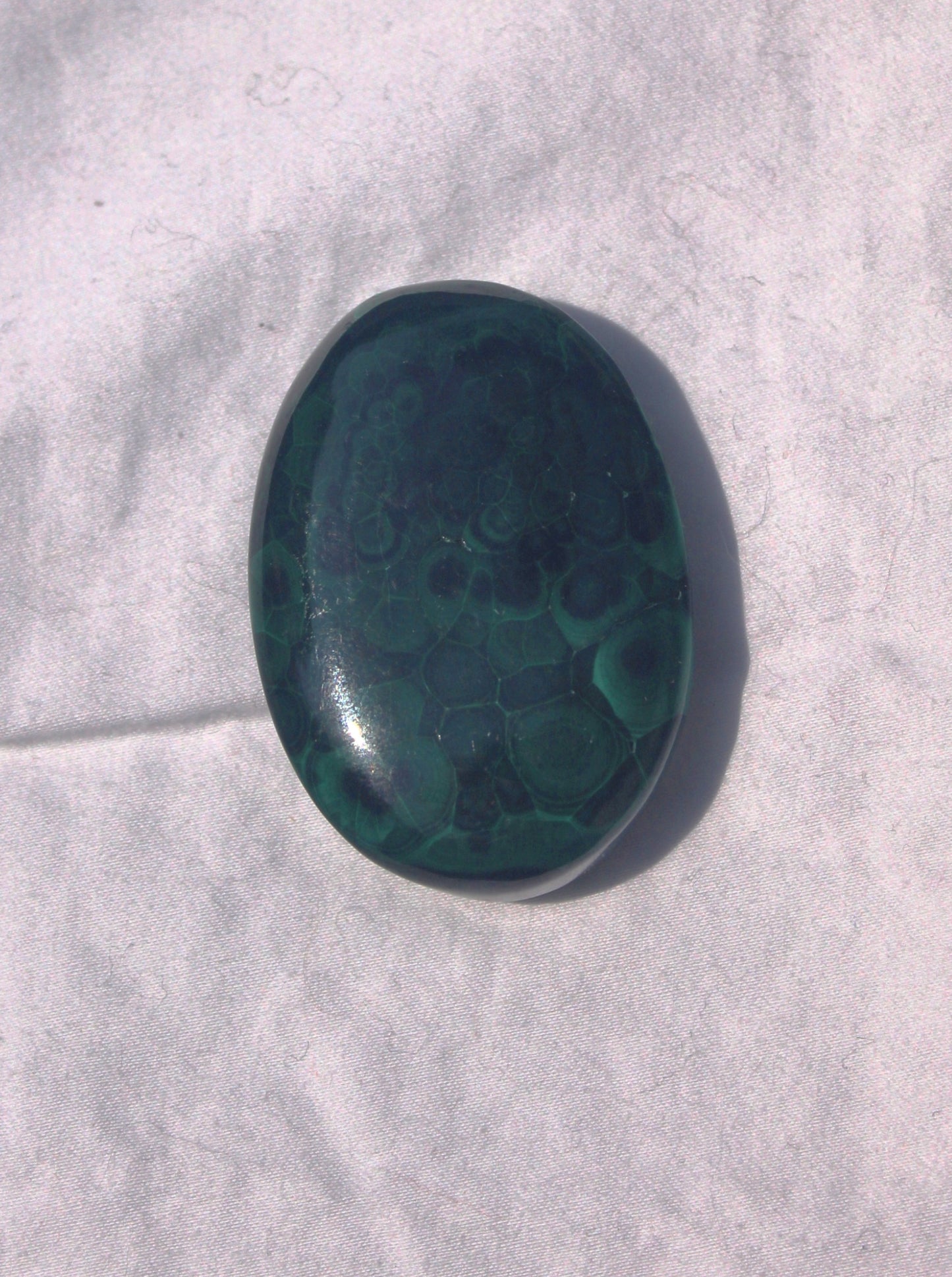 Malachite Palm