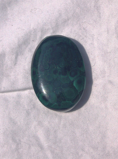 Malachite Palm