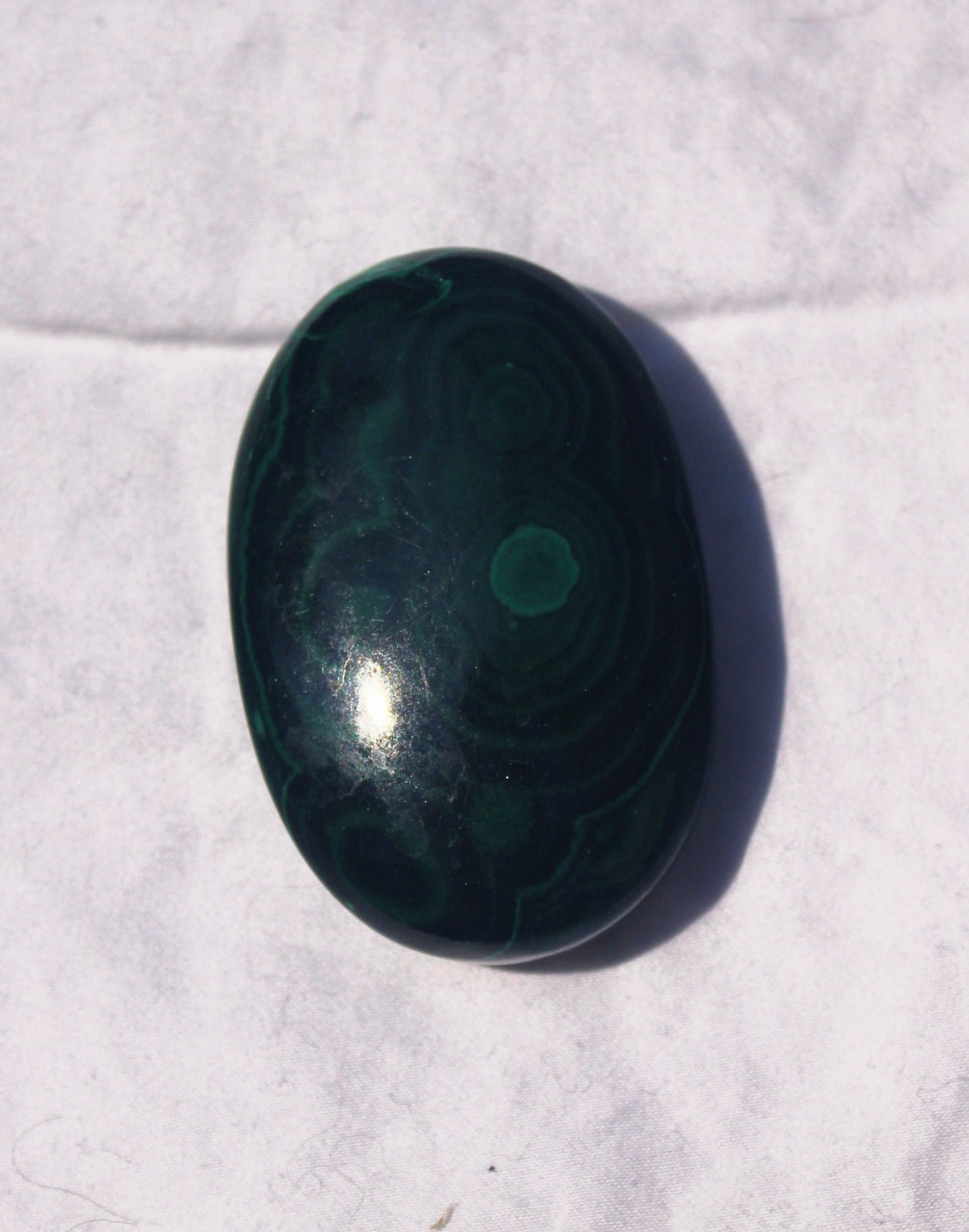 Malachite Palm