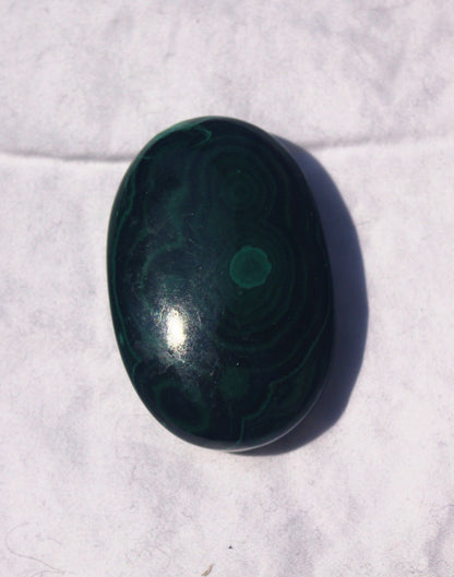 Malachite Palm