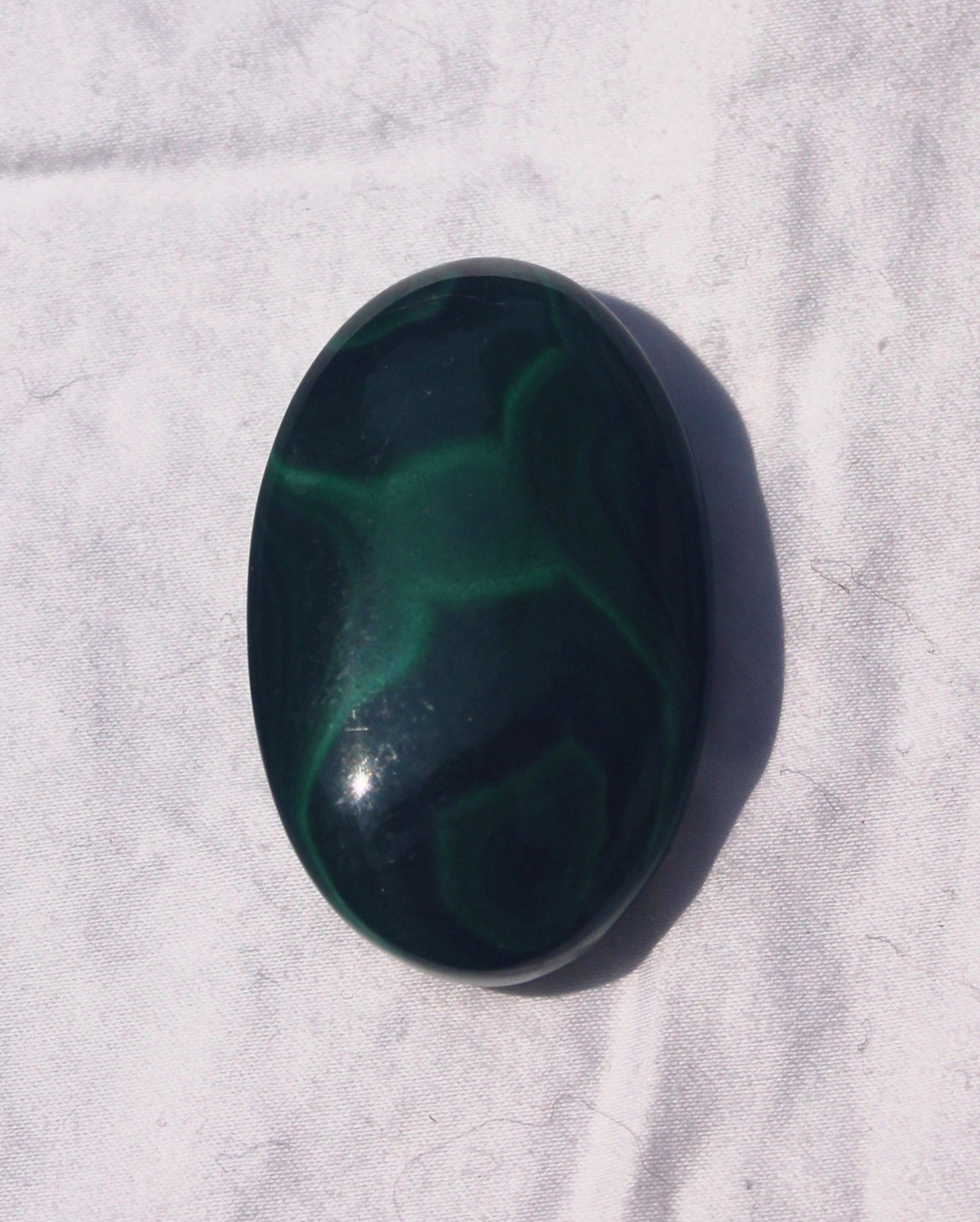 Malachite Palm