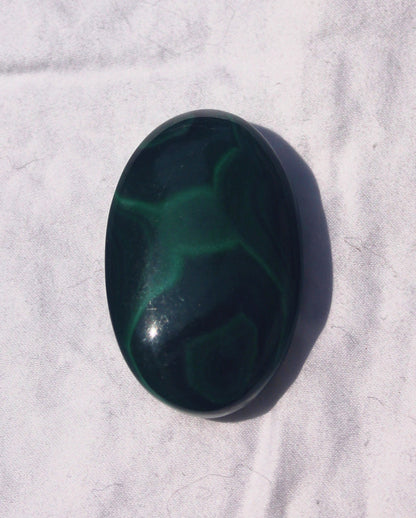 Malachite Palm