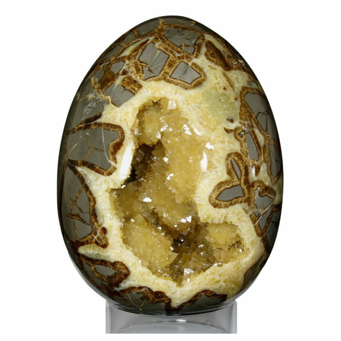 Septarian Egg $25.00