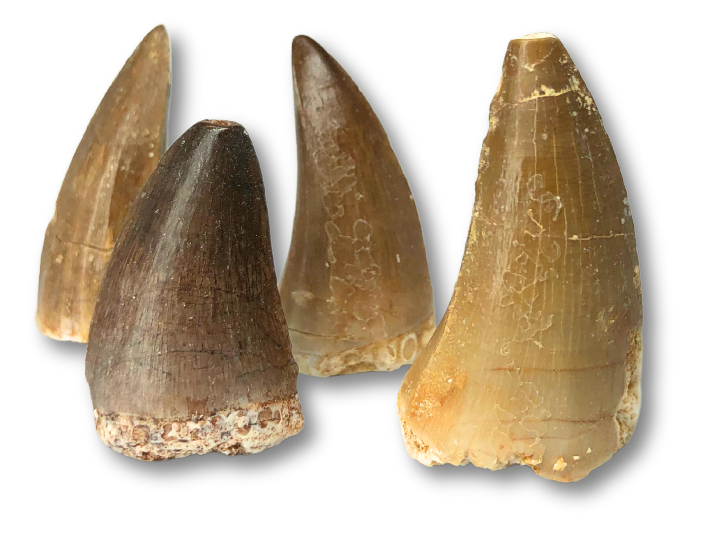 Mosasaurus Tooth $30.00