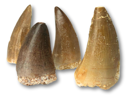 Mosasaurus Tooth $30.00
