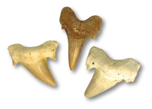 Shark Tooth $10.00